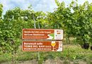 Inaugurata la cartellonistica della Strada dei Vini e dei Sapori del Gran Monferrato